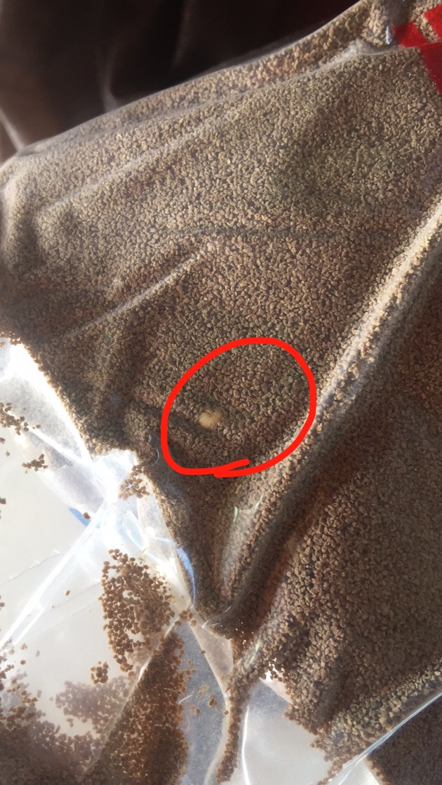 恒兴饲料发霉长虫毒死虾